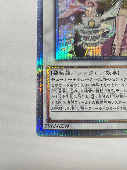 【状態  B-】☆アロマセラフィースイート・マジョラム“ 20th シークレットレア ” (CHIM‐JP034)「シンクロ/効果/モンスター」